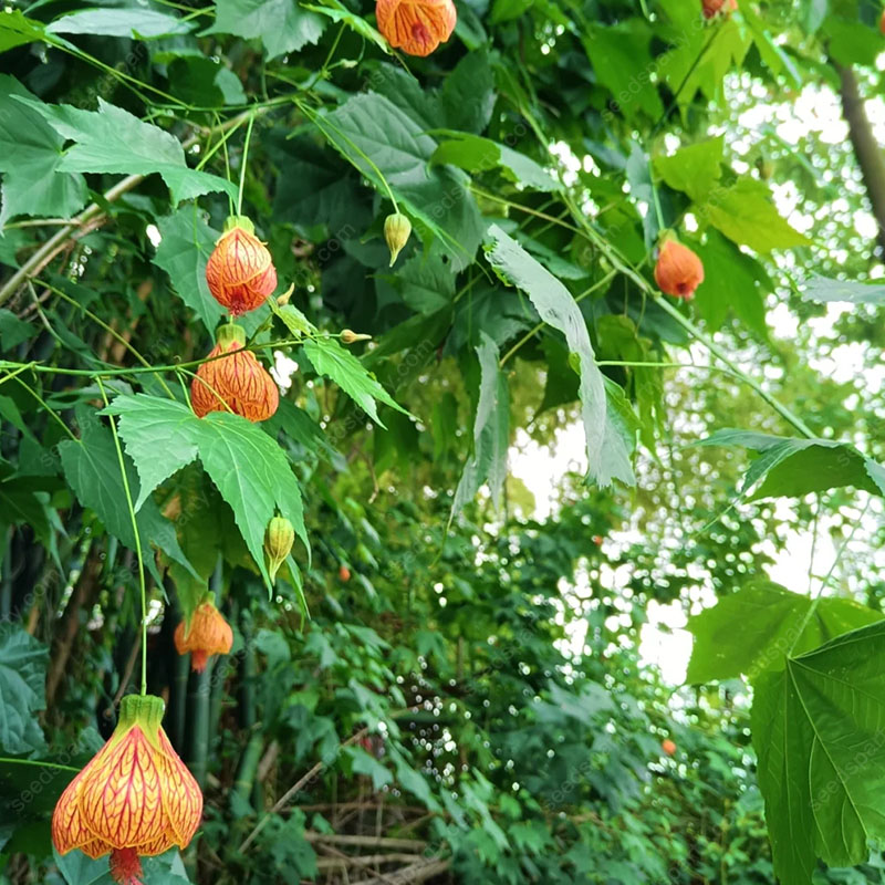 🌈New product launch🦄Abutilon pictum seeds✨Flowers bloom upside down