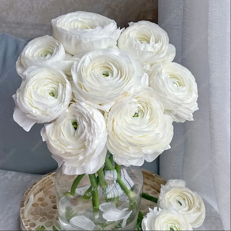 💥37%OFF Mixed-Color Ranunculus Bulb
