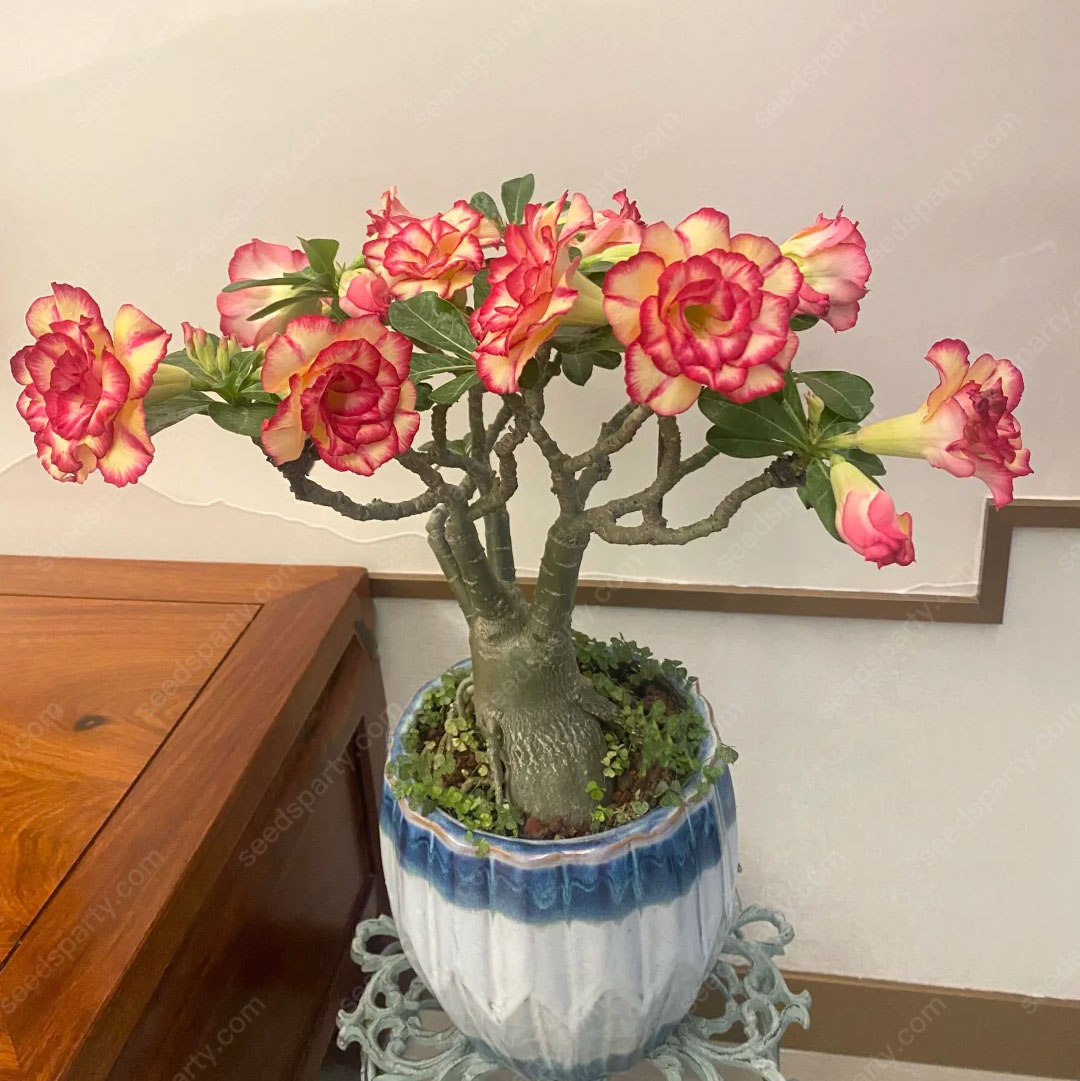 💐Desert Rose Seeds💖Various Colors🌱Long Flowering Period 