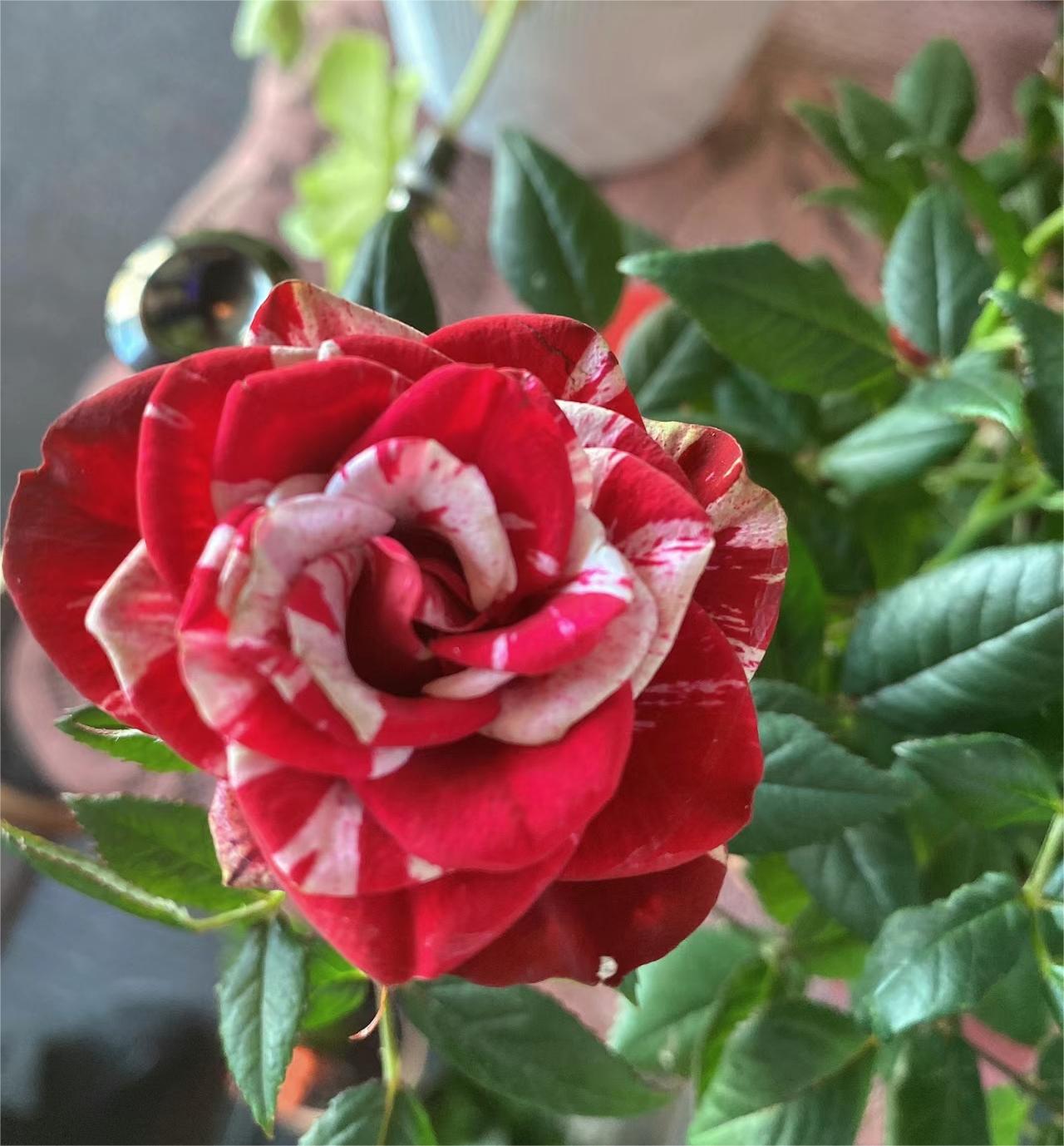 Rare Twin Rose - Love Bubble Rose-chloriseeds
