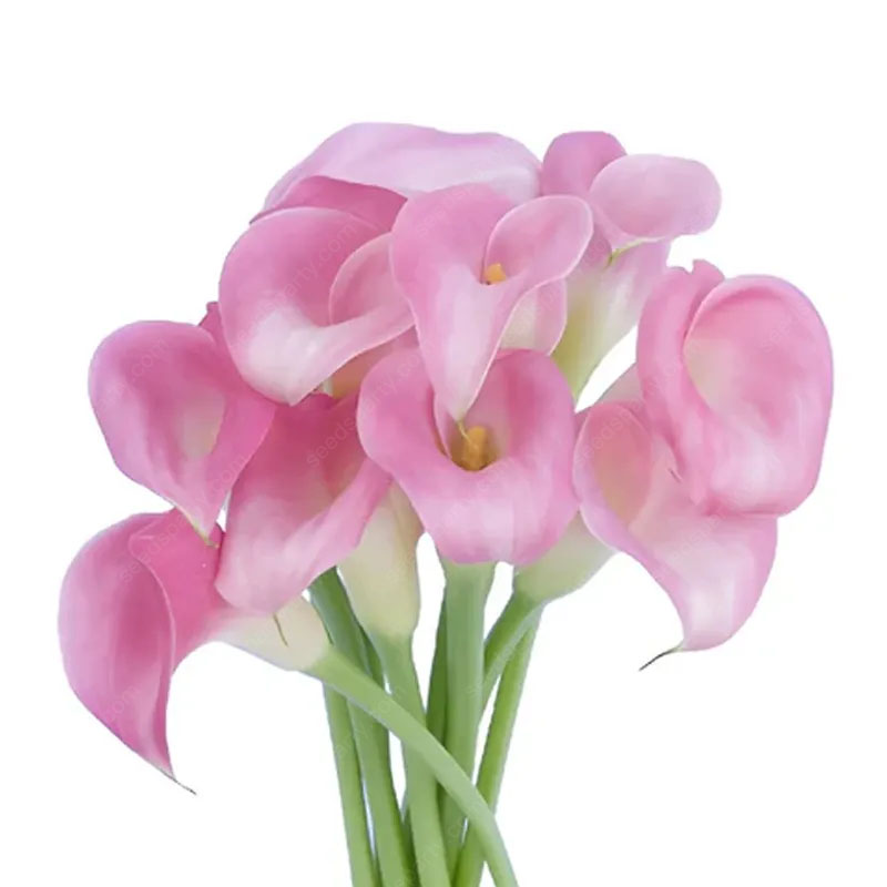 🚀Extremely discounts🌱Calla Bulb🧲Horseshoe-shaped flowers