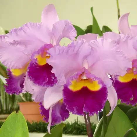 Orchids Cattleya Flower Seeds Rare 9 Kinds Home Plant Perennial Bonsai-chloriseeds