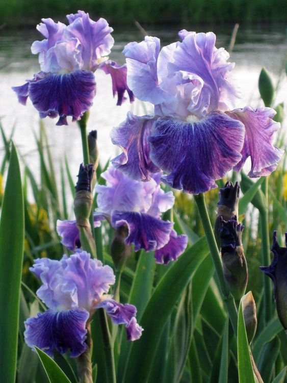 Purple Iris Seeds-chloriseeds