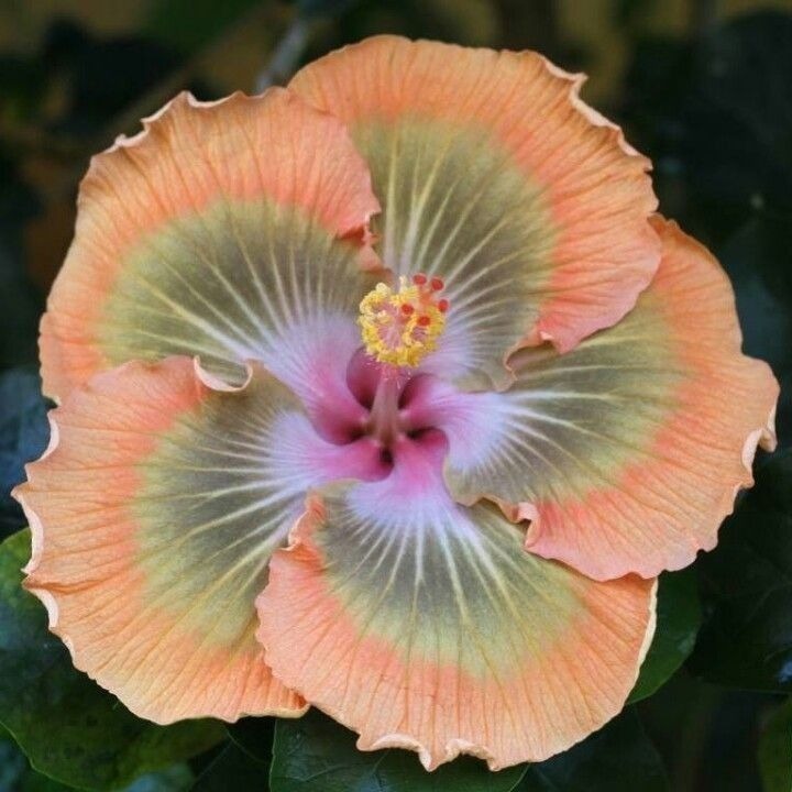 Giant Hibiscus Seeds, Rose Mallow Seeds, Frost-Resistant Flower Seeds