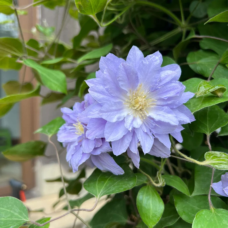 Mixed-Color Climbing Clematis Flower