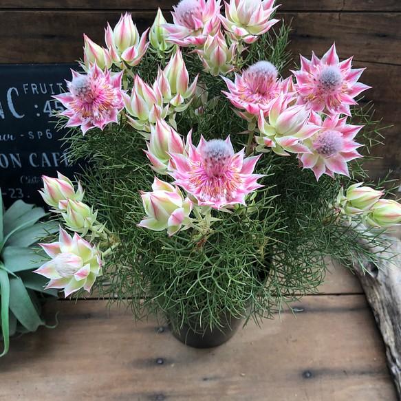 🌸Blushing Bride: A Reflection of Elegance and Romance-chloriseeds