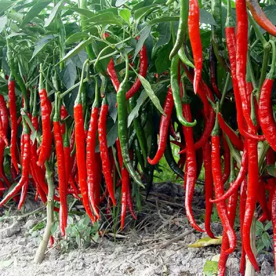 Lady Beauty Pepper Seeds