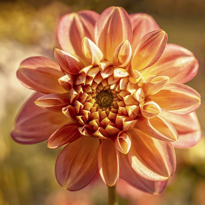 IRISH PINWHEEL-chloriseeds