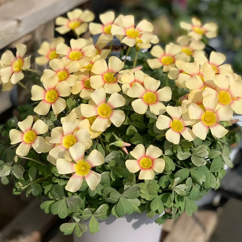 Rare Oxalis Glabra 100 Seeds