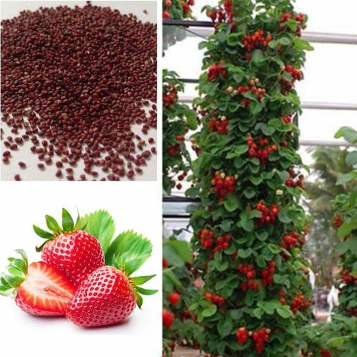 Climbing Strawberry Tree Seeds-chloriseeds