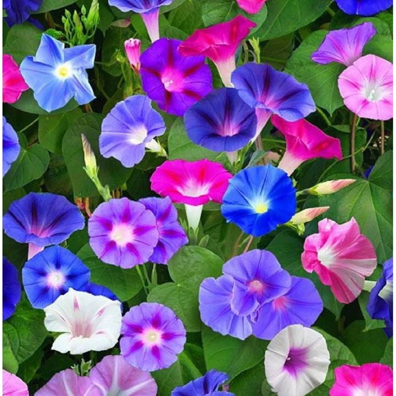 🔥Hot Selling🪴 Morning Glory Climbing Plants - 200 Seeds💥37%OFF