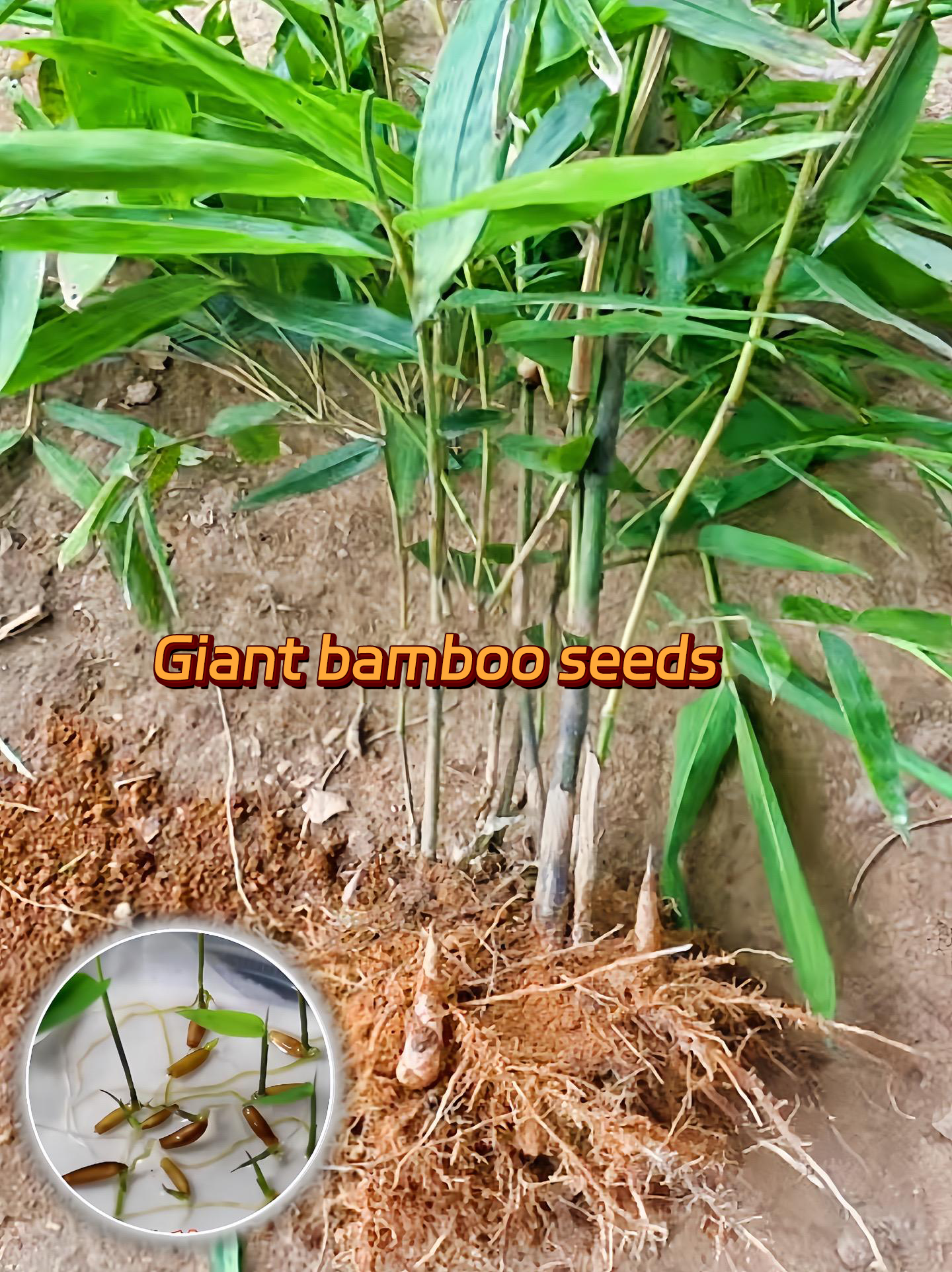 🎋[Rare Species] Giant Bamboo Seeds