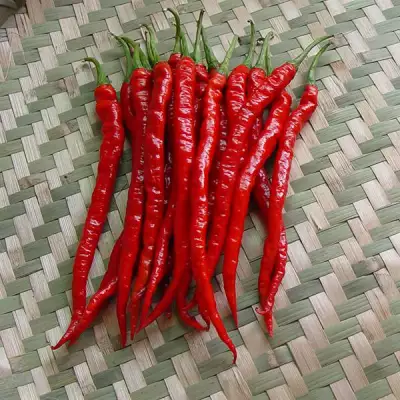 Lady Beauty Pepper Seeds