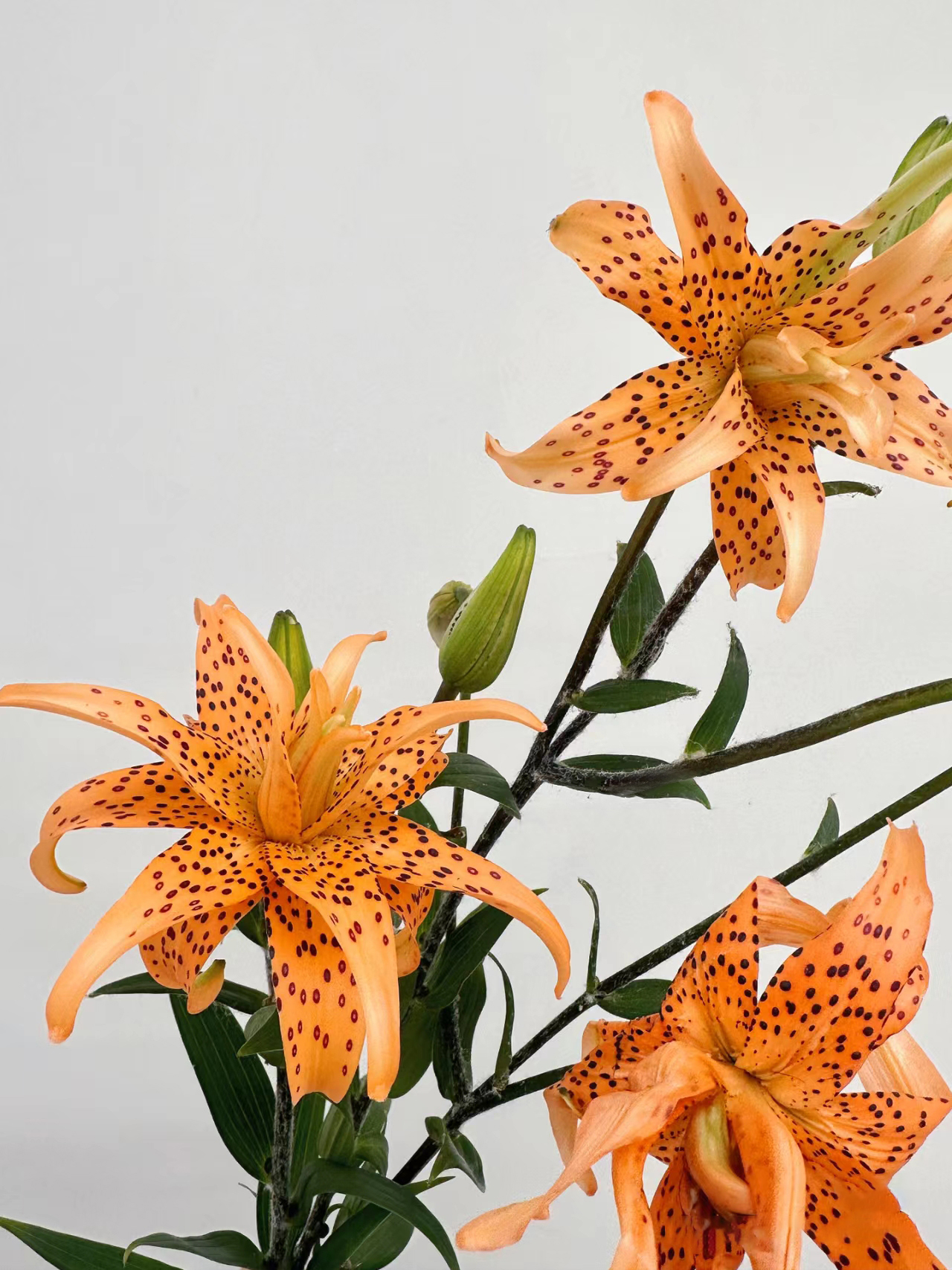 Double-Blossom Asiatic Lily - Tiger Skin Baby
