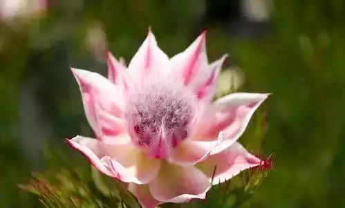 🌸Blushing Bride: A Reflection of Elegance and Romance-chloriseeds