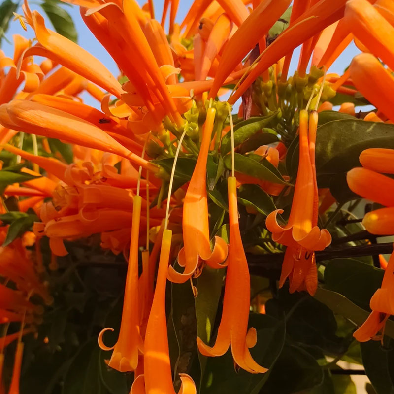 Pyrostegia venusta orange flame vine, beautiful climbing plant