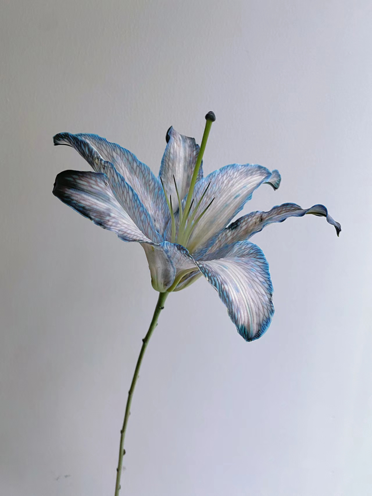 Gray-Blue Lily