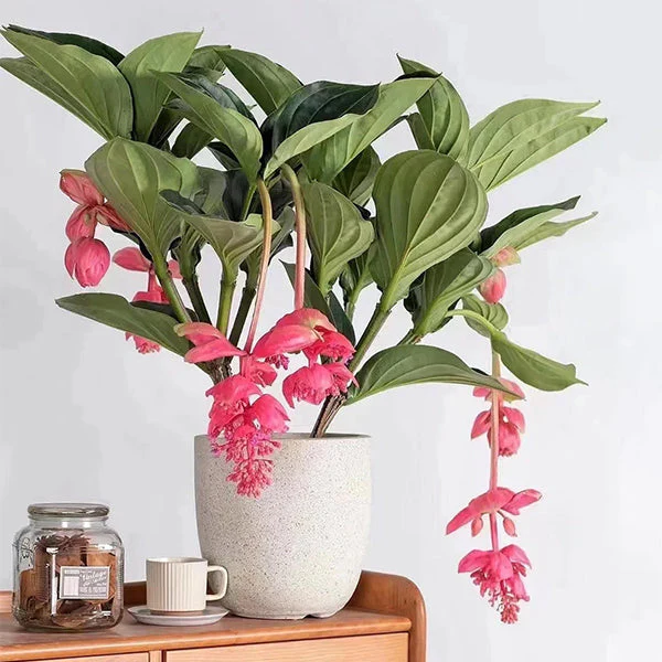 Medinilla magnifica