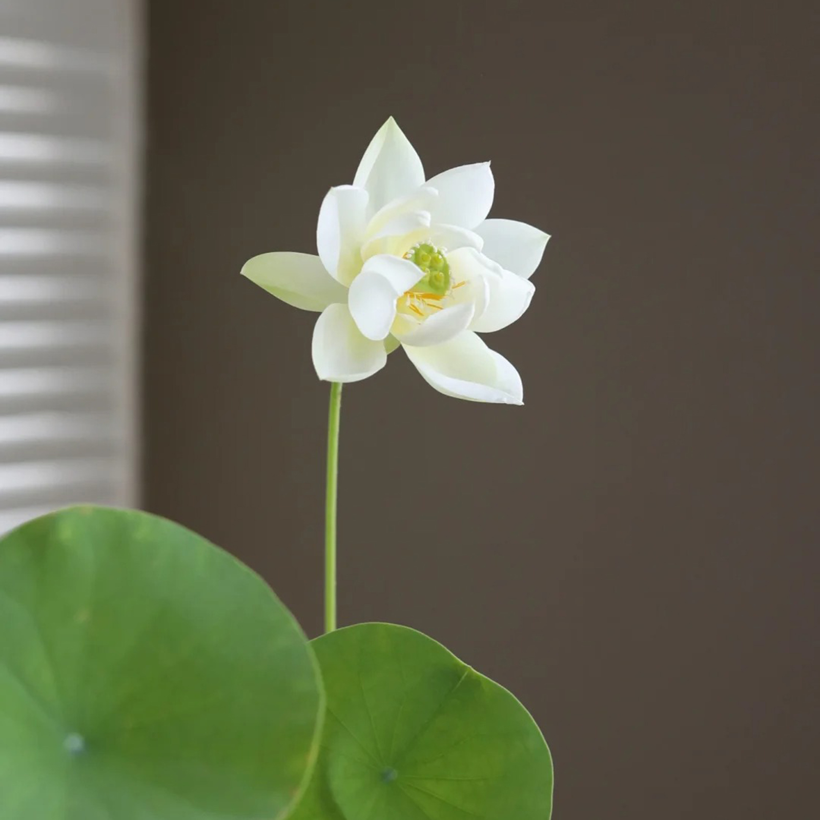 Sacred Bonsai Lotus Flower Seeds