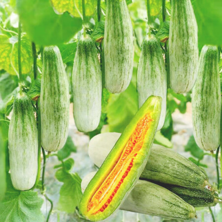 Croissant Muskmelon Seeds
