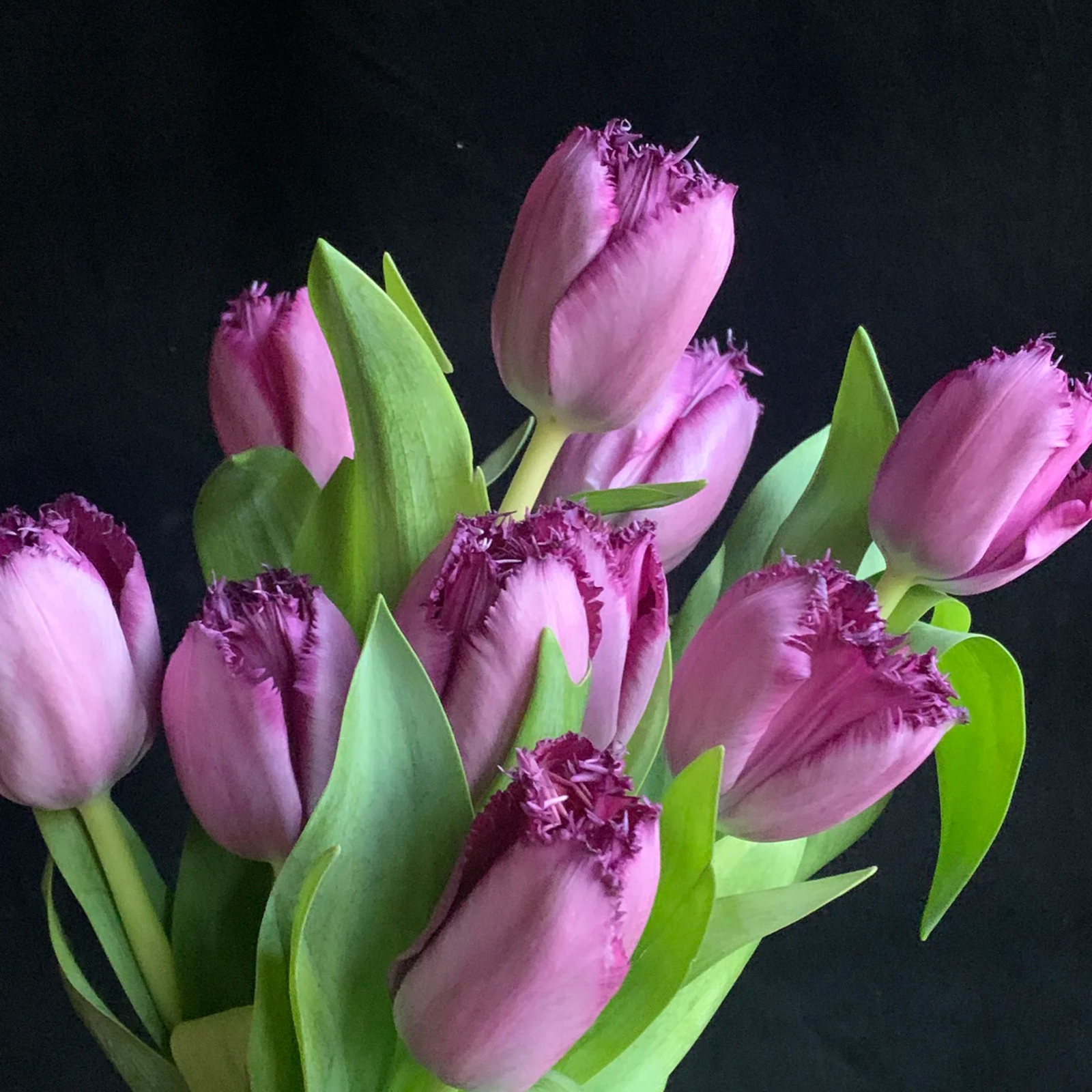 2024NEW🌷Frill Tulip seeds