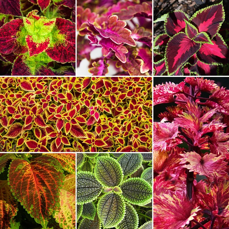 Coleus Bonsai Flower Leaf Plants Rainbow Dragon Seeds Garden