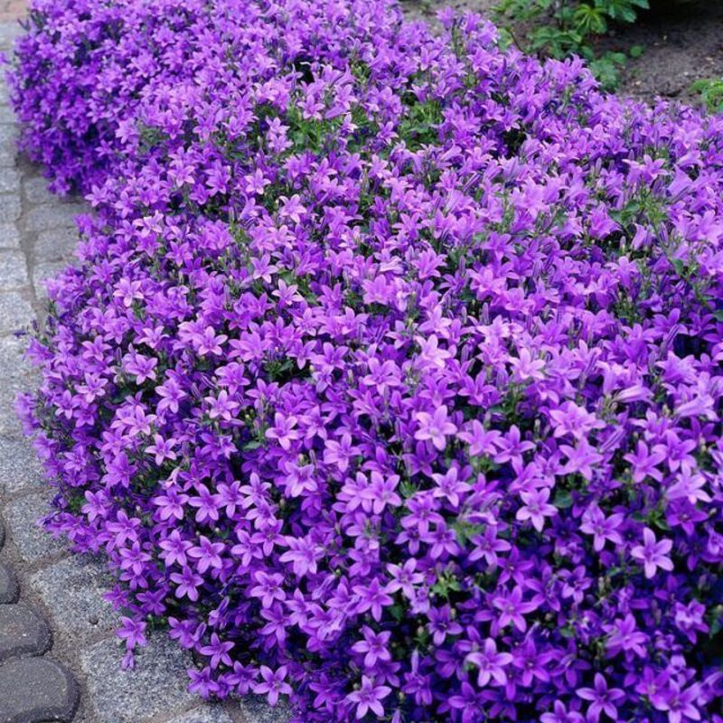 🌈Multi-color creeping thyme seeds--✨Decorate your garden