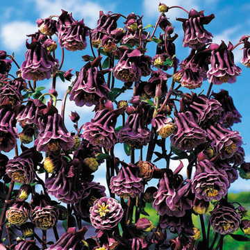 Aquilegia vulgaris 'Double Mix' Seeds