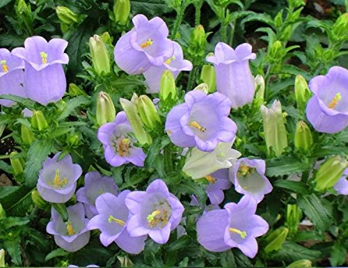 100+ Mix Campanula Bellflowers Seeds Bell Flower Tussock BalloonFlower Plants Home Garden