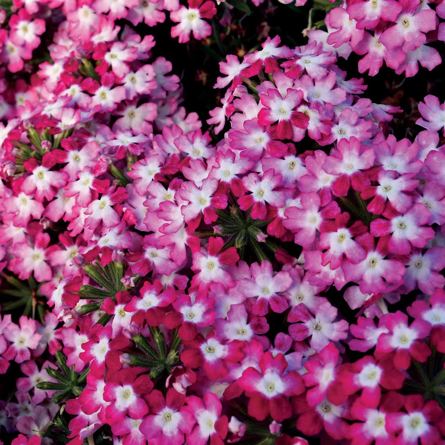 Verbena Seeds