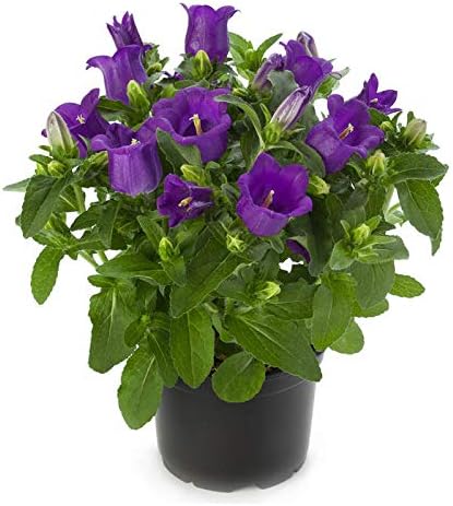 100+ Mix Campanula Bellflowers Seeds Bell Flower Tussock BalloonFlower Plants Home Garden