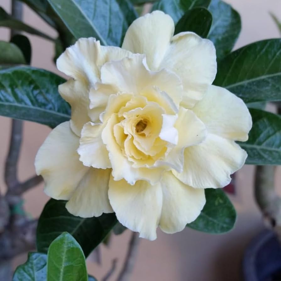 🏜️Desert Rose Seeds: Experience the Beauty of the Desert.
