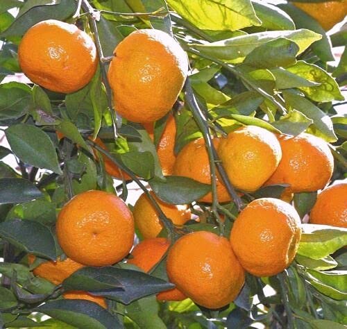 Kumquat Seeds - Indoor Grow - Fruit on Tree - 3-gallon pot for easy care