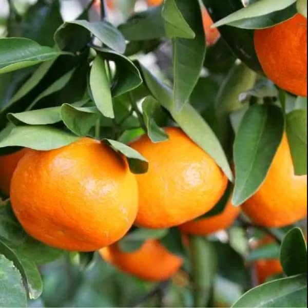 Kumquat Seeds - Indoor Grow - Fruit on Tree - 3-gallon pot for easy care