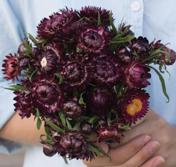 🌼 Strawflower Seeds – Everlasting Beauty for Your Garden! ✨