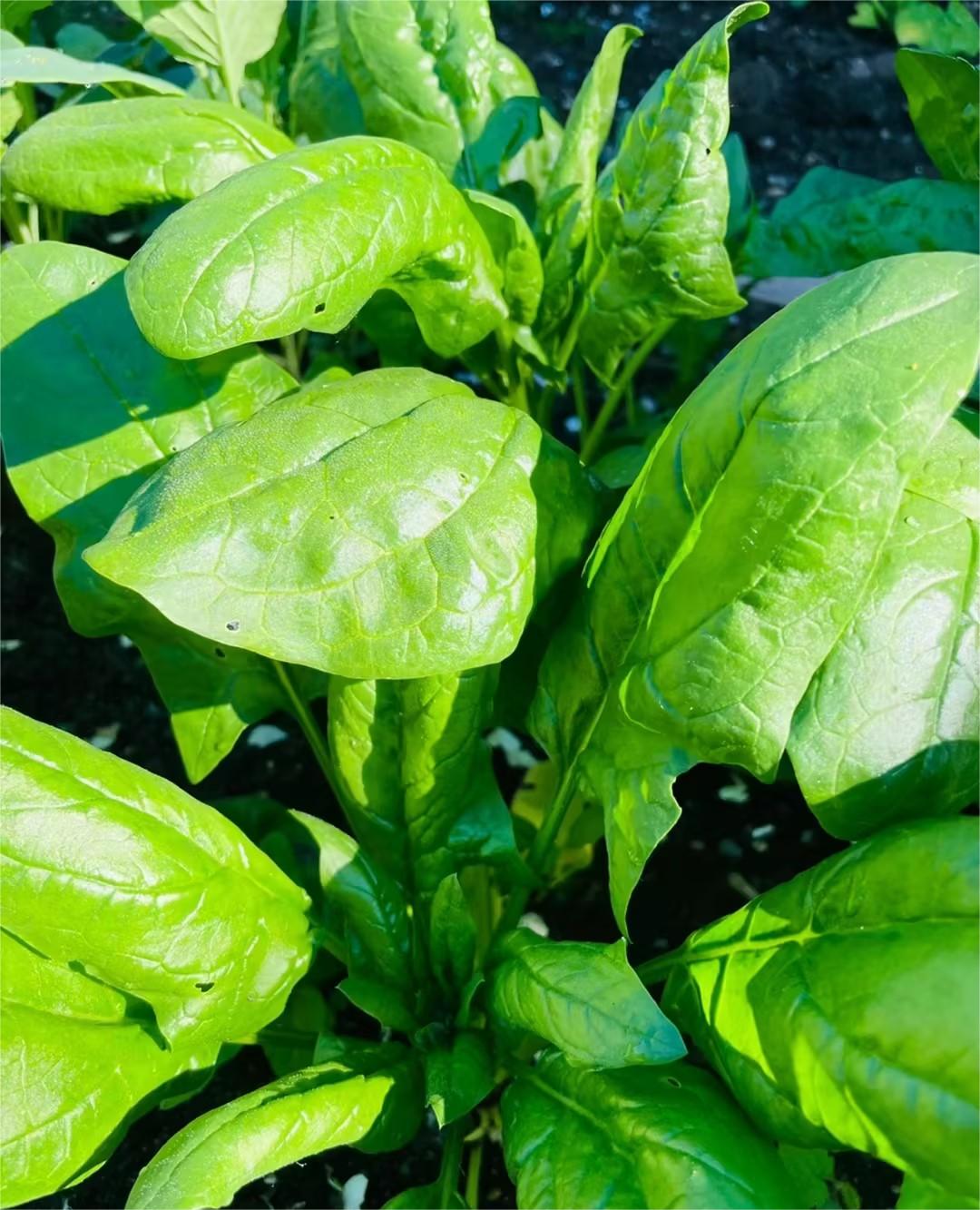 Organic Big Leaf Spinach