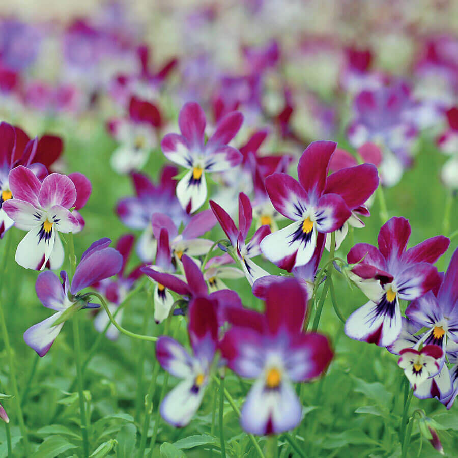 'Bunny Ears' Viola Seeds-chloriseeds
