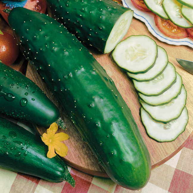 Cucumber Paraiso F1 Organic-chloriseeds