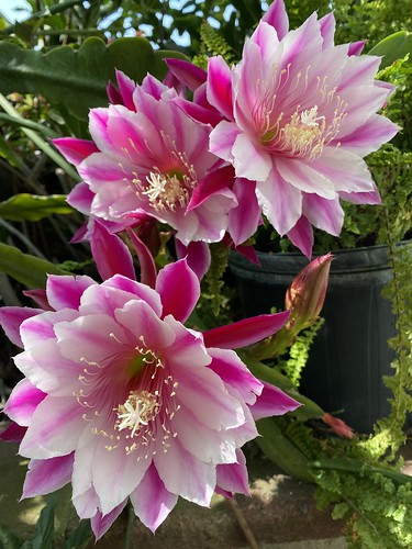 Epiphyllum Seeds, Queen of the Night Seeds