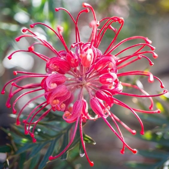 Pink Spider Flower - Grevillea sp. - Rare 'Plant' Seeds