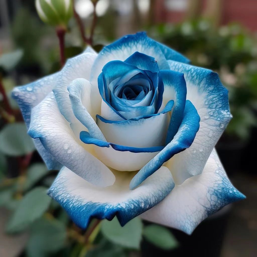 💙Sapphire Gem Twin Roses🤍-chloriseeds