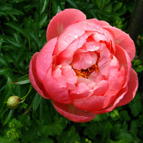 Paeonia Pink Hawaiian Coral 100 Seeds