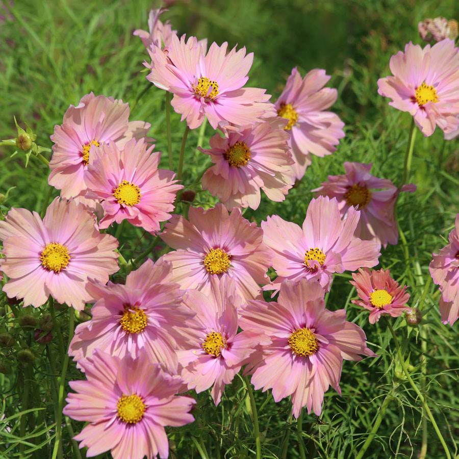 'Apricotta' Cosmos Seeds-chloriseeds