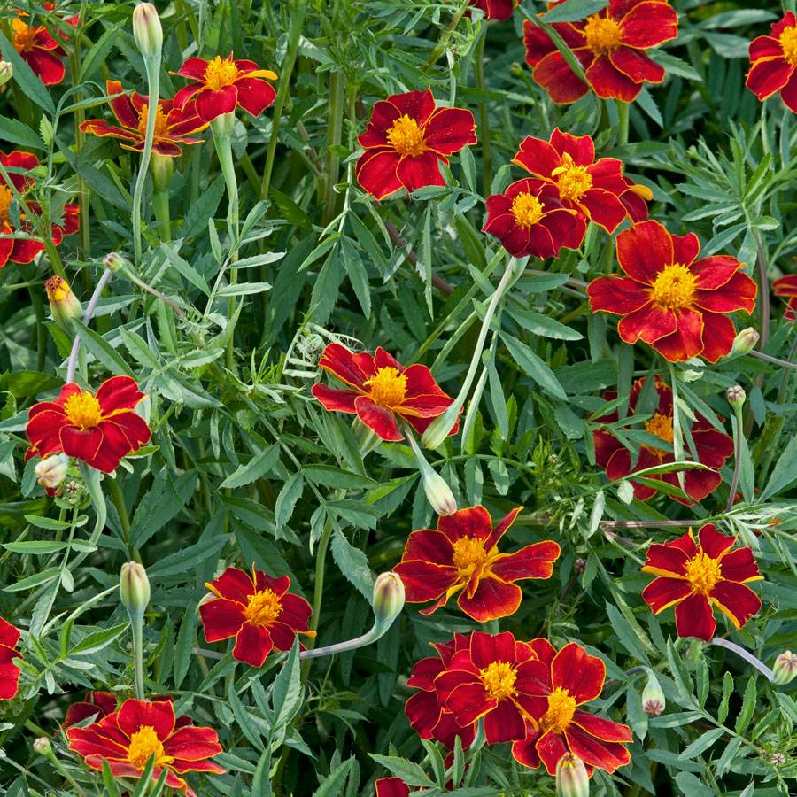Linnaeus Burning Embers Marigold Seeds-chloriseeds