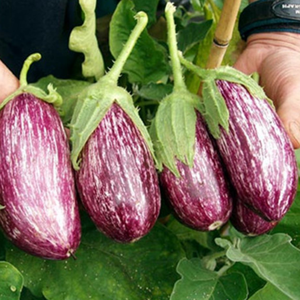 Nubia Eggplant Vegetable Seeds-chloriseeds