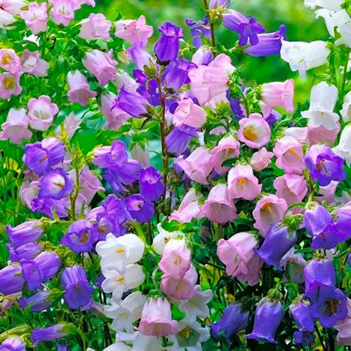 100+ Mix Campanula Bellflowers Seeds Bell Flower Tussock BalloonFlower Plants Home Garden
