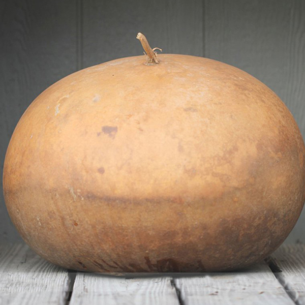 Basket Gourd Lagenaria Siceraria Seeds-chloriseeds