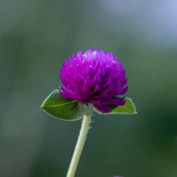 Purple Globe Amaranth Seeds, Gomphrena-chloriseeds