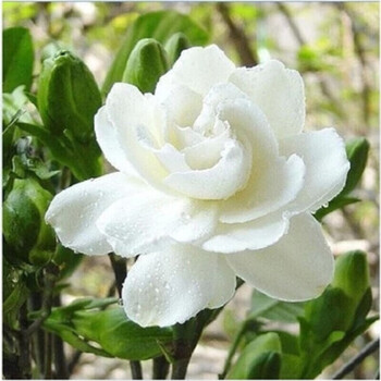 Big Leaf Gardenia Seeds