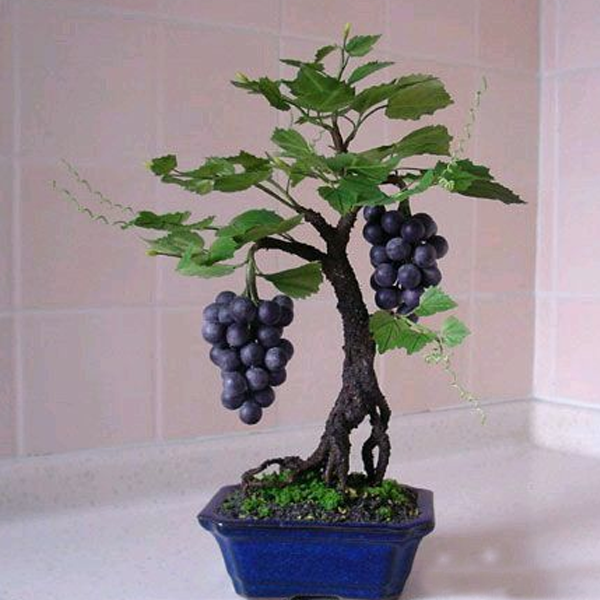 Miniature Grape Vine Seeds-chloriseeds